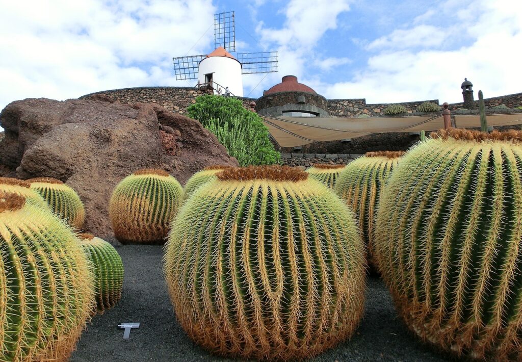 cactustuin